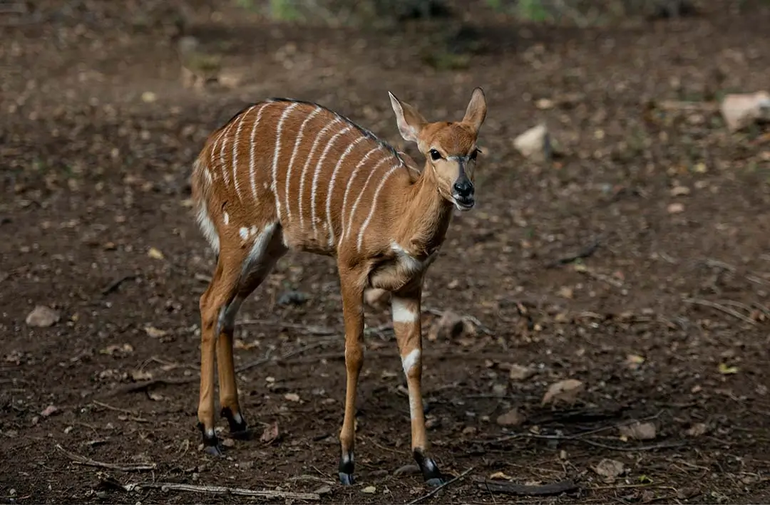 Bongo calf